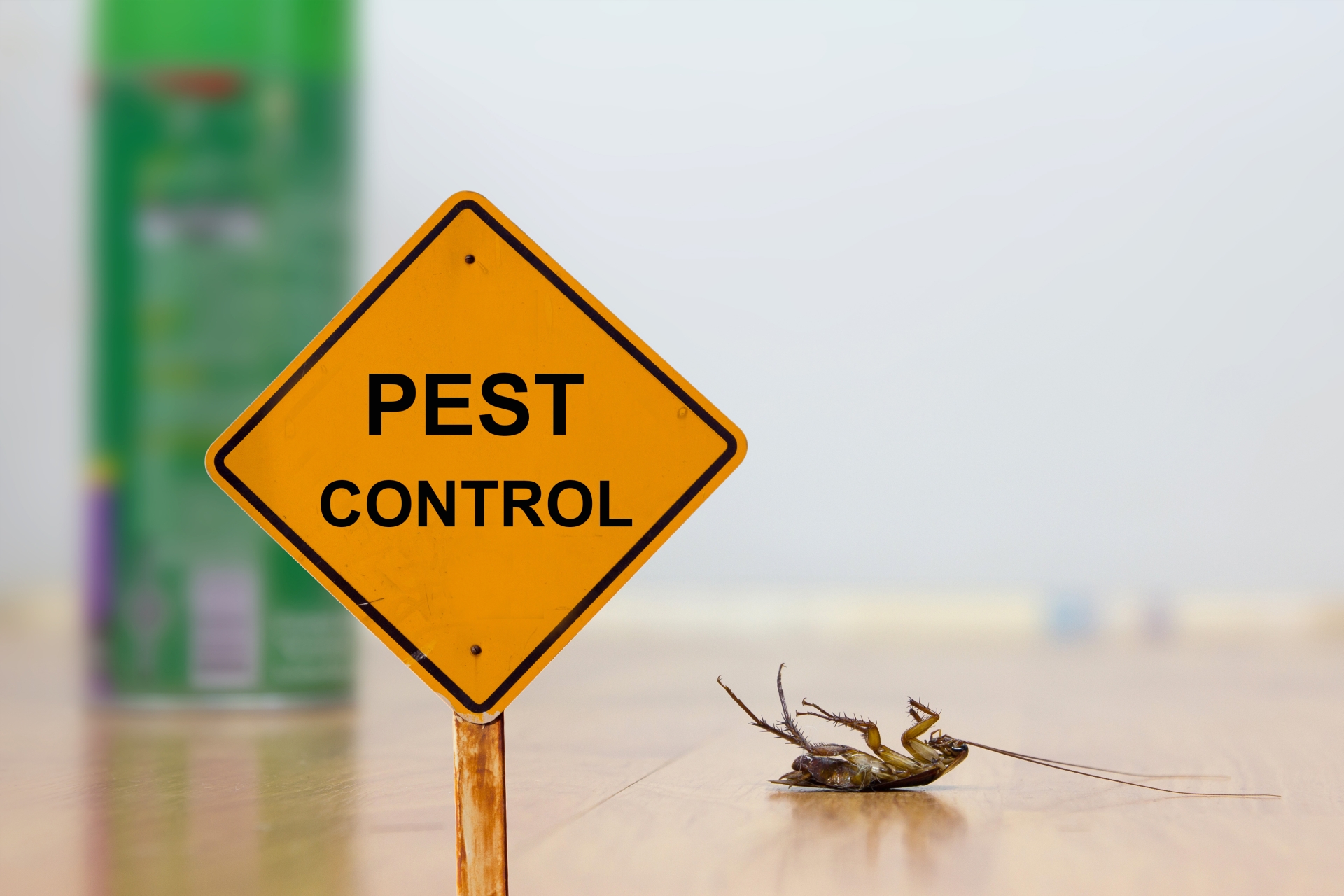 24 Hour Pest Control, Pest Control in Gravesend, Northfleet, DA11. Call Now 020 8166 9746