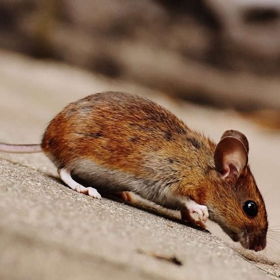 Mice, Pest Control in Gravesend, Northfleet, DA11. Call Now! 020 8166 9746
