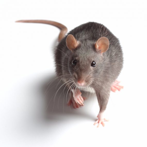 Rats, Pest Control in Gravesend, Northfleet, DA11. Call Now! 020 8166 9746