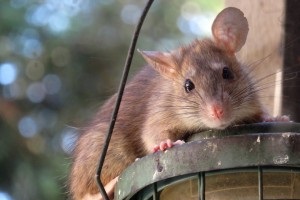 Rat extermination, Pest Control in Gravesend, Northfleet, DA11. Call Now 020 8166 9746