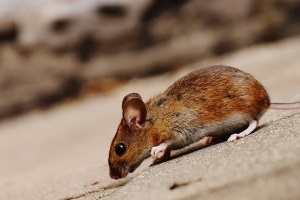 Mice Exterminator, Pest Control in Gravesend, Northfleet, DA11. Call Now 020 8166 9746