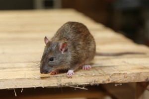 Mice Infestation, Pest Control in Gravesend, Northfleet, DA11. Call Now 020 8166 9746