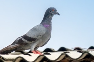 Pigeon Pest, Pest Control in Gravesend, Northfleet, DA11. Call Now 020 8166 9746