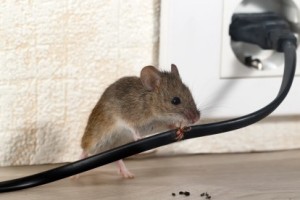Mice Control, Pest Control in Gravesend, Northfleet, DA11. Call Now 020 8166 9746