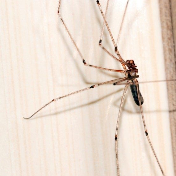 Spiders, Pest Control in Gravesend, Northfleet, DA11. Call Now! 020 8166 9746